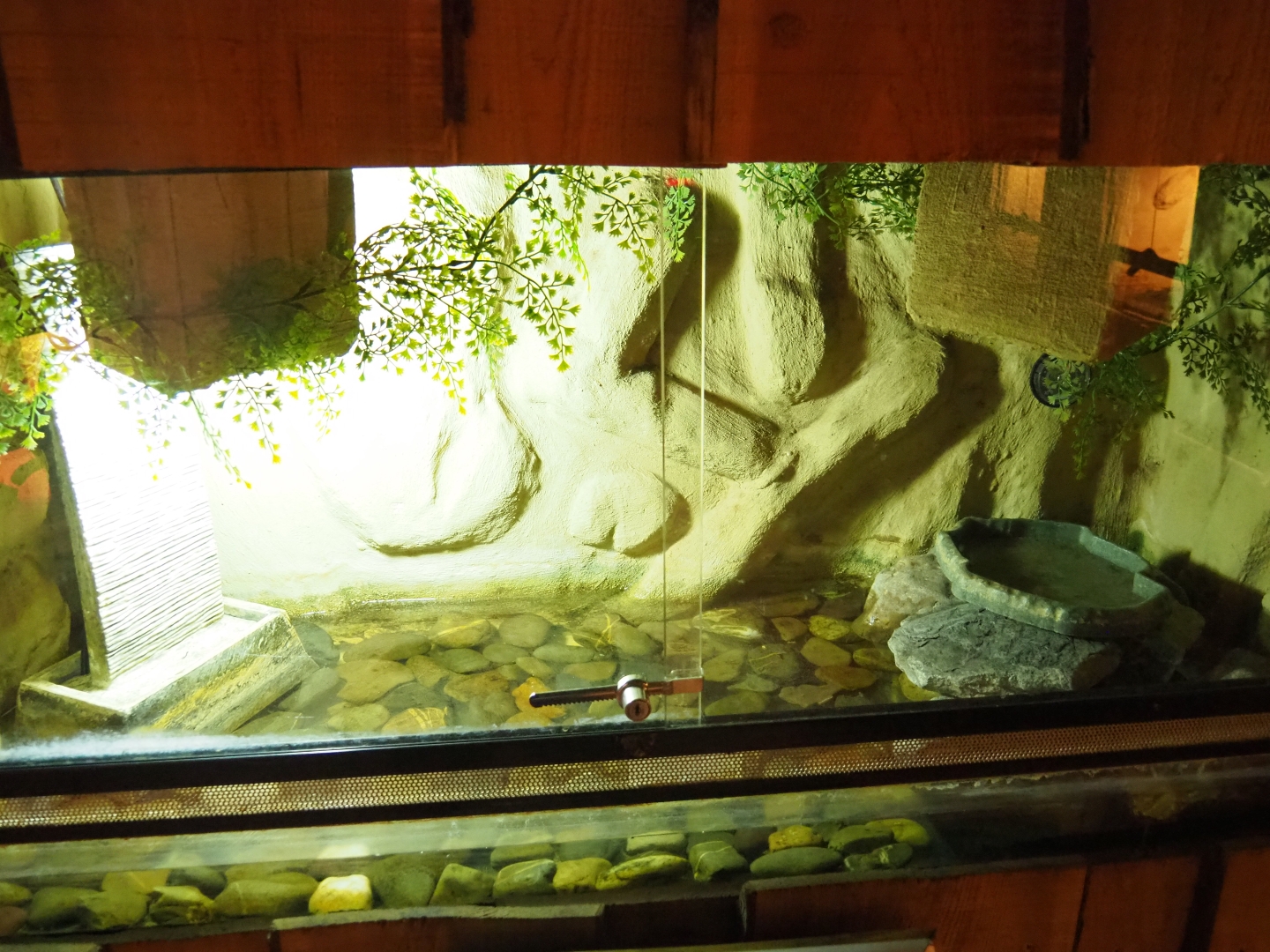 Oriental fire-bellied toad terrarium