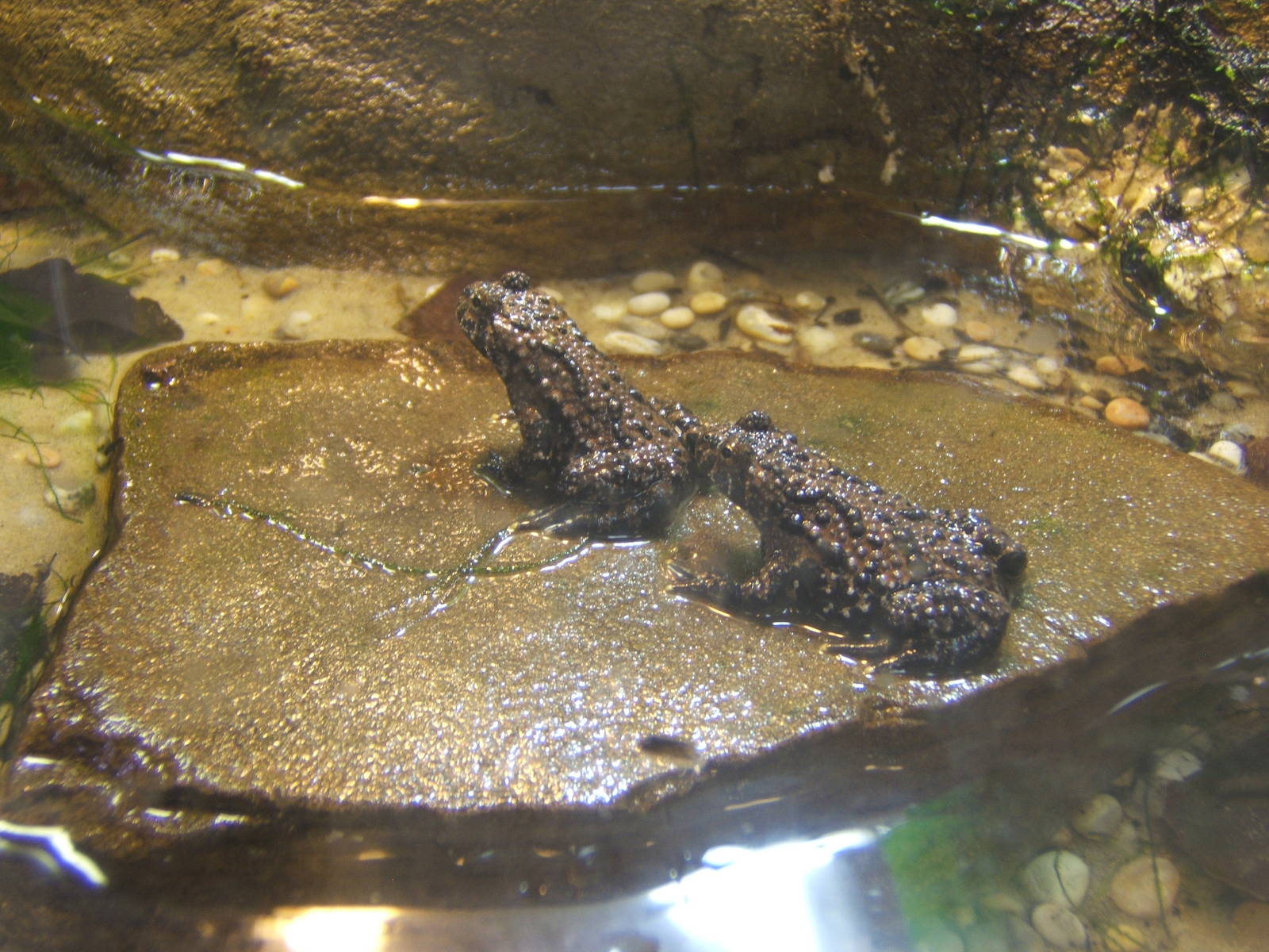 Oriental Fire-bellied Toad