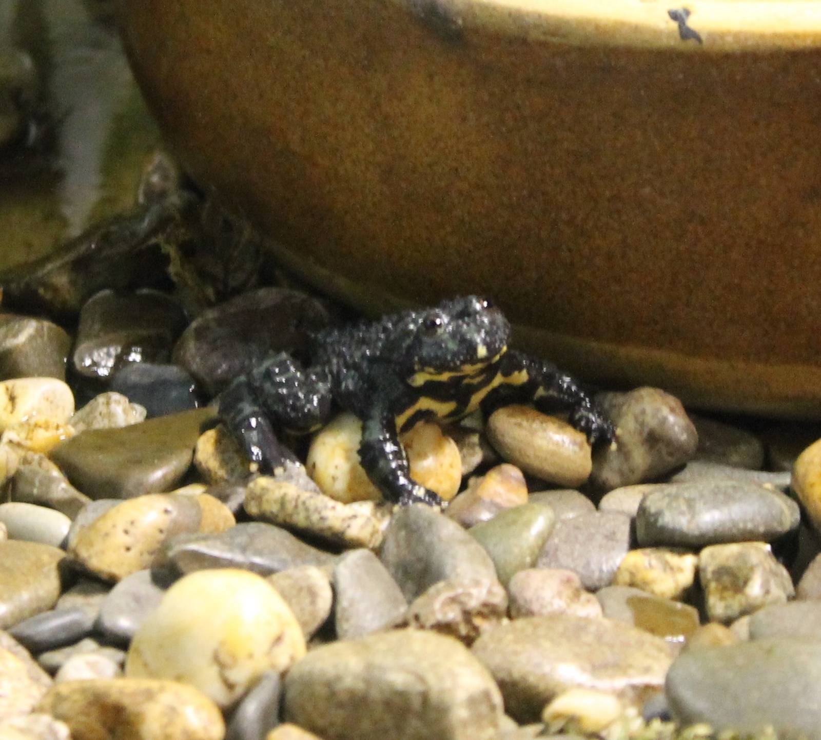 Oriental fire-bellied toad