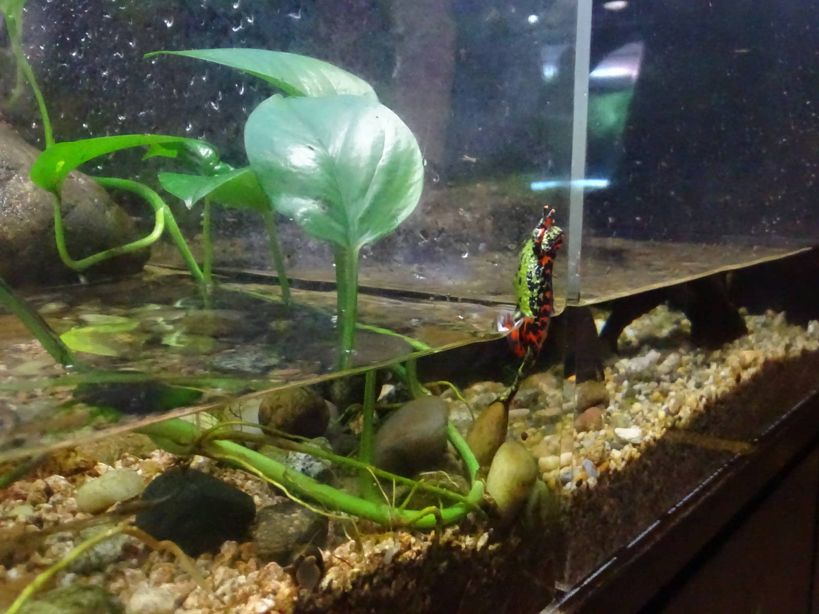 Oriental fire-bellied toad