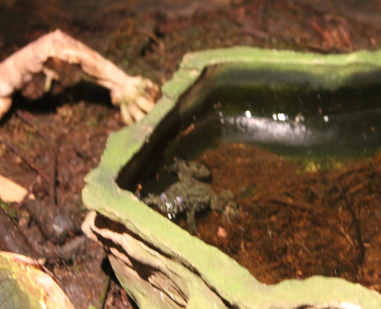 Oriental fire-bellied toad