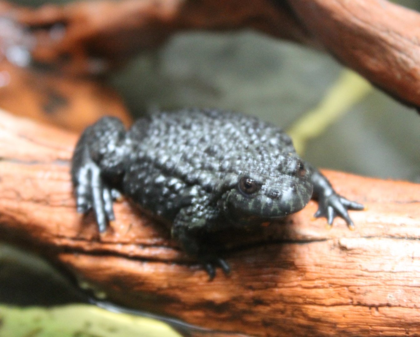 Oriental fire-bellied toad