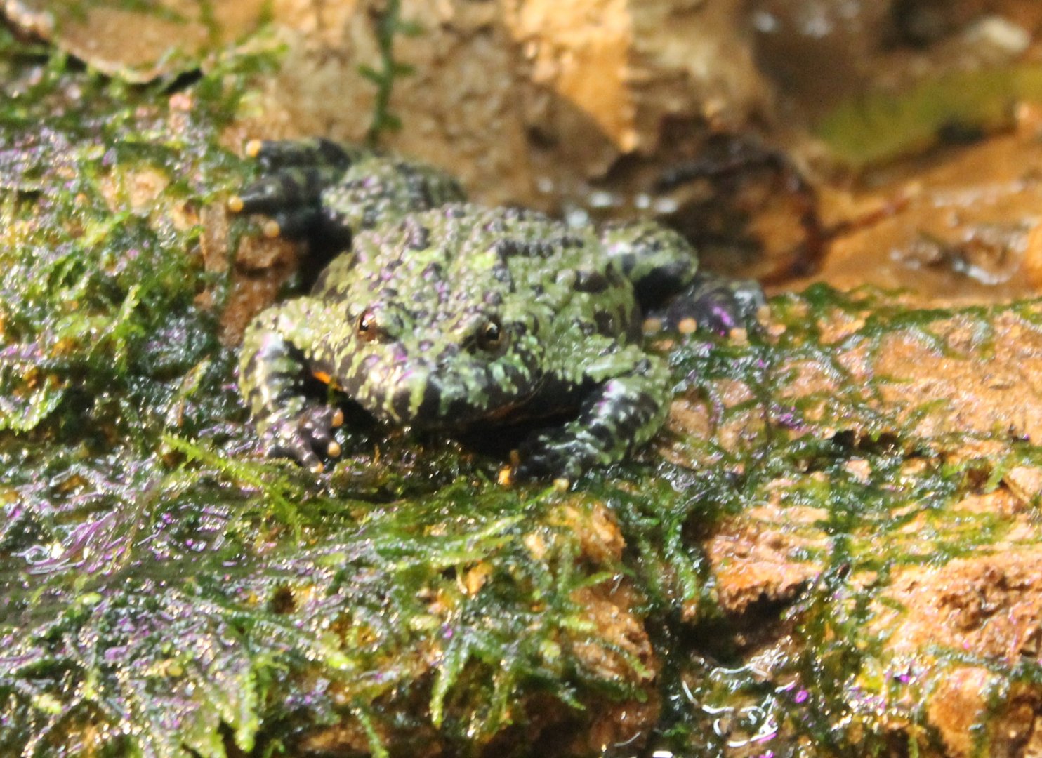 Oriental fire-bellied toad