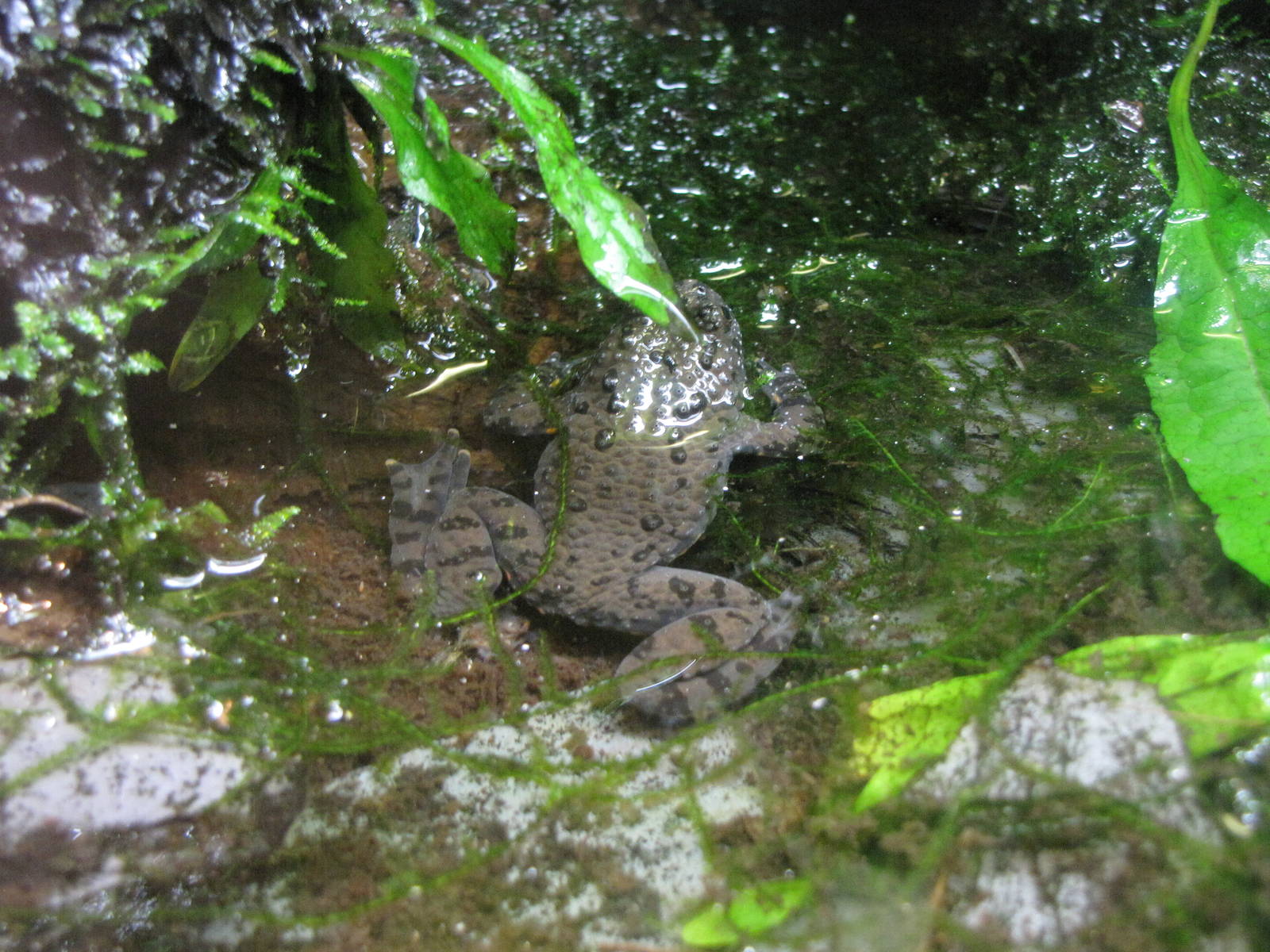 Oriental fire-bellied toad