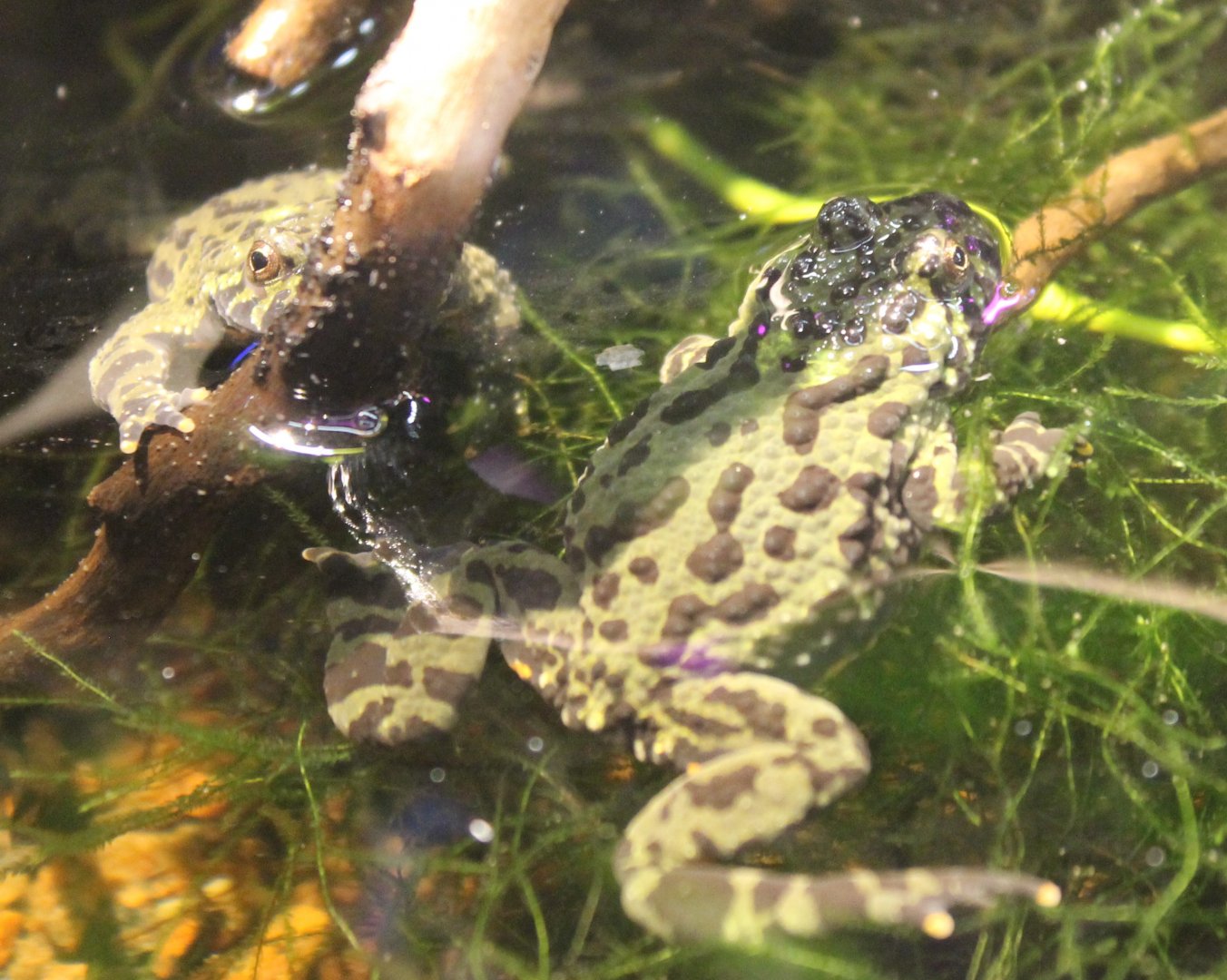 Oriental fire-bellied toads