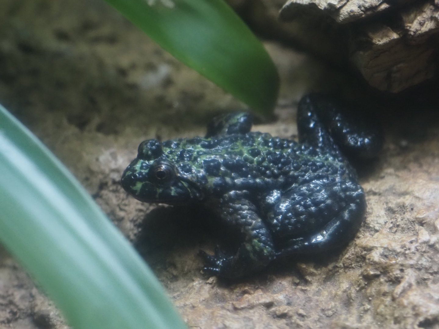Oriental Firebellied Toad