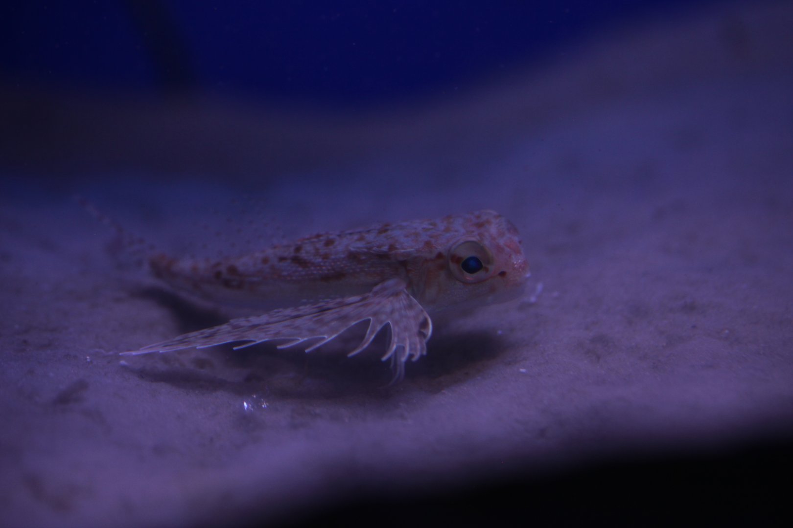 Oriental flying gurnard (Dactyloptena orientalis) possibly?