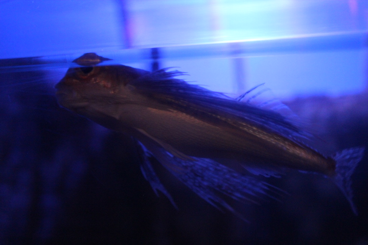 Oriental flying gurnard (Dactyloptena orientalis)