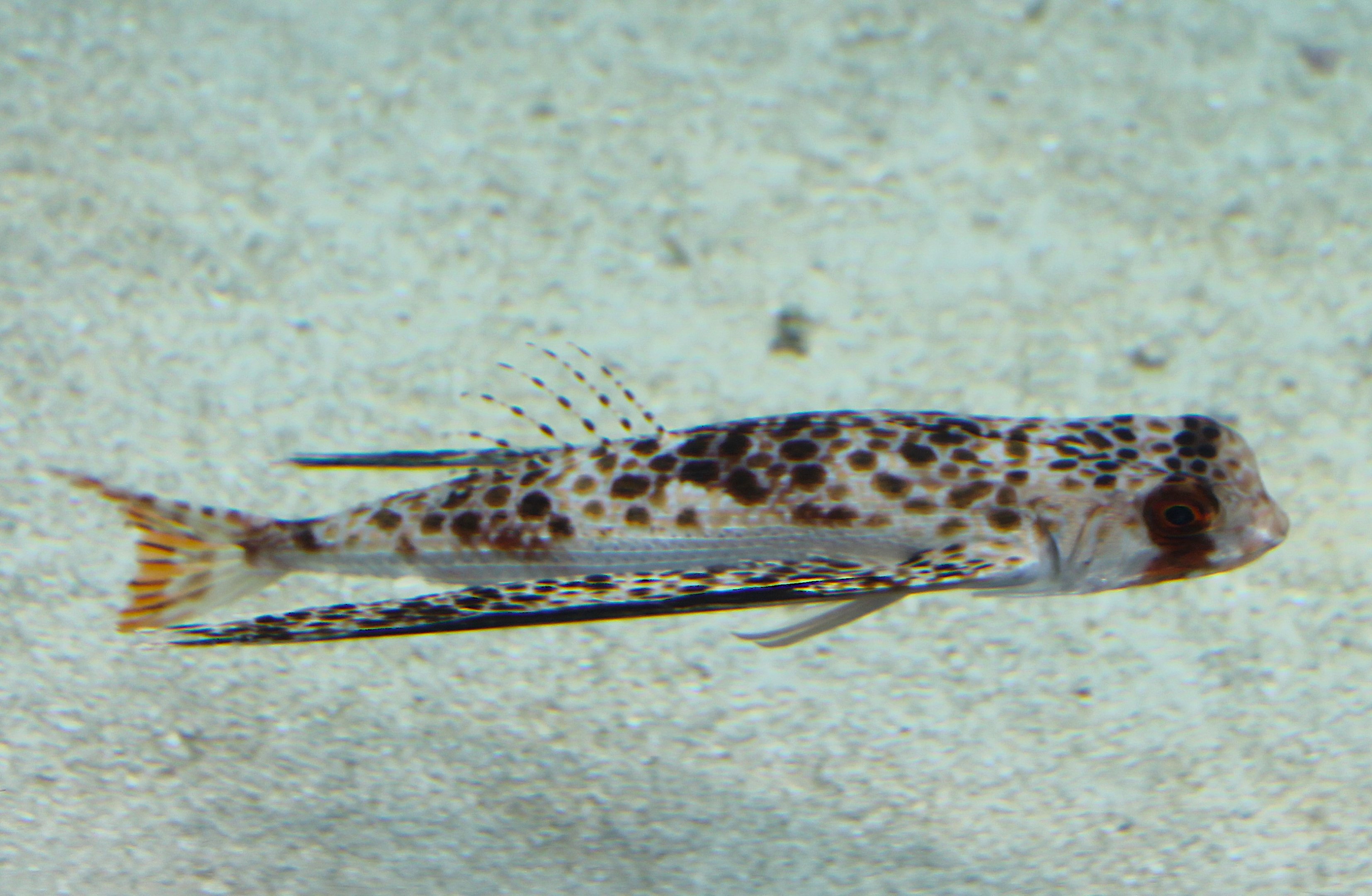 Oriental Flying Gurnard (Dactyloptena orientalis)