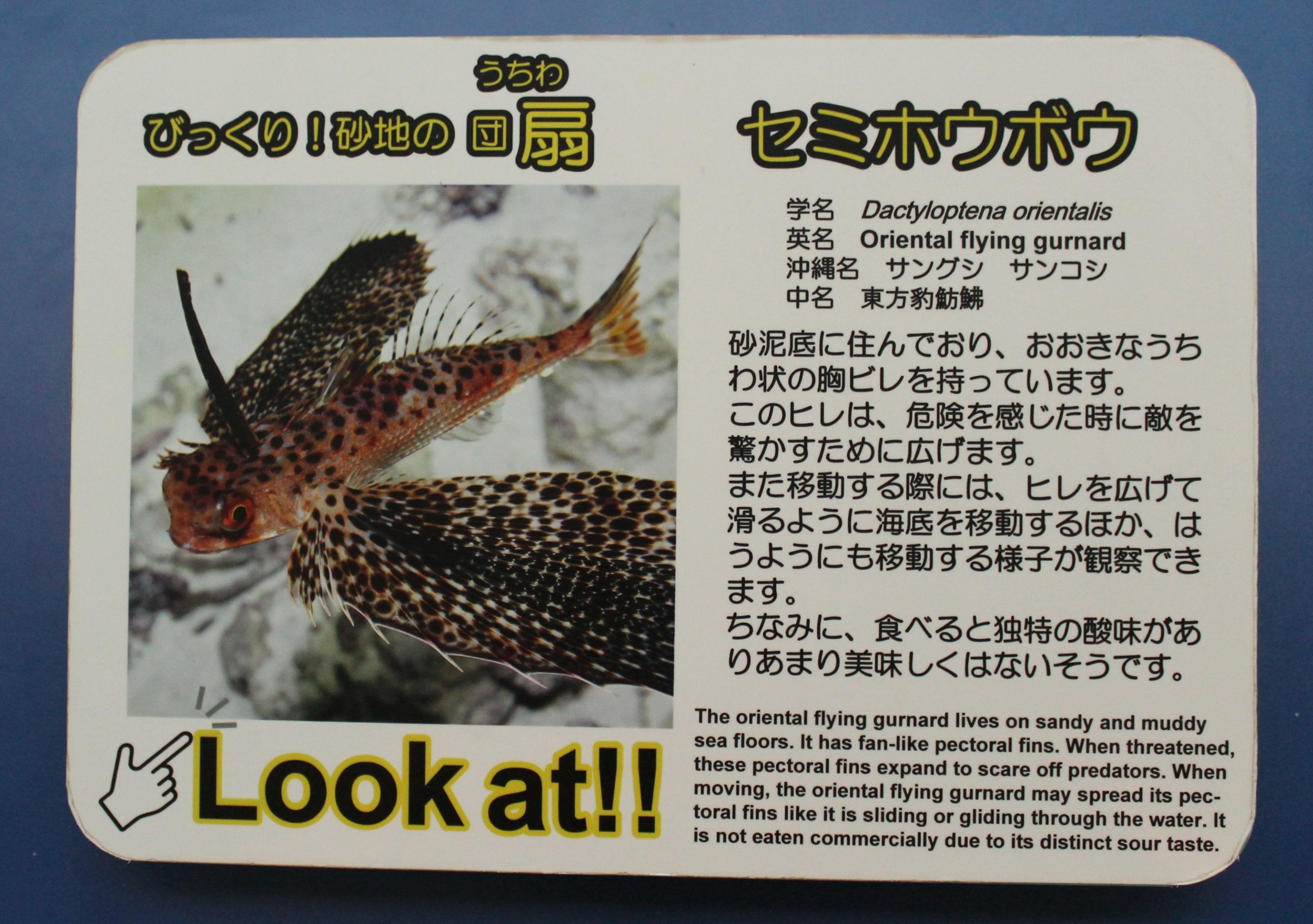 Oriental Flying Gurnard signage