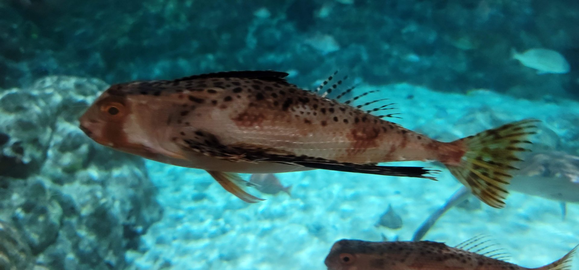 Oriental Flying Gurnard