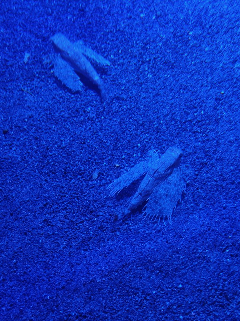 Oriental Flyng Gurnard (Dactyloptena orientalis)