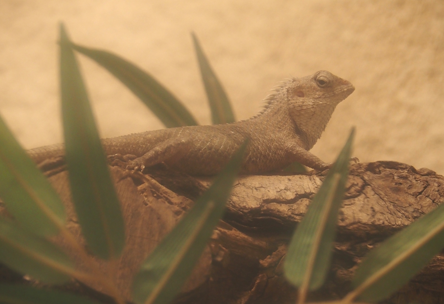 Oriental garden lizard (Calotes versicolor), 2025-01-04