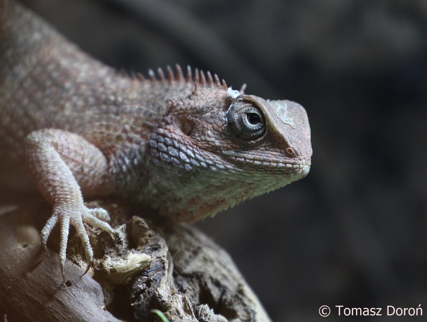 Oriental Garden Lizard (Calotes versicolor), male; December 2017