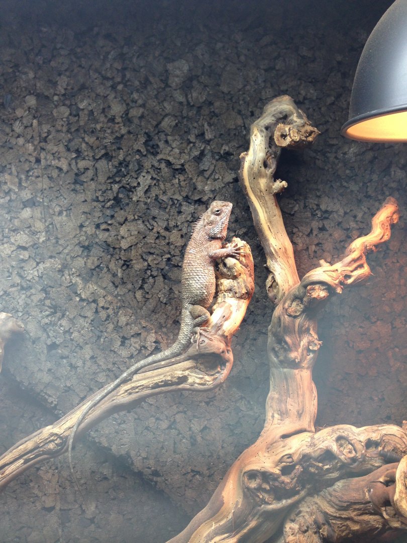 Oriental Garden Lizard - (Calotes Versicolor)