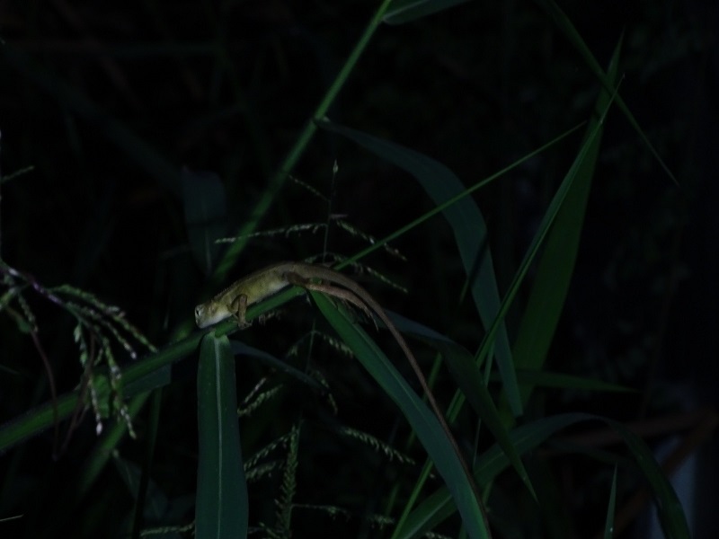 Oriental garden lizard (Calotes versicolor)
