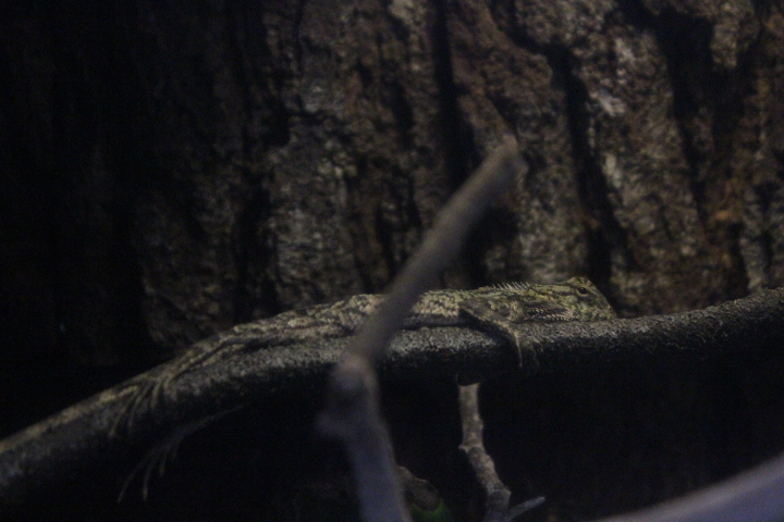 Oriental garden lizard (Calotes versicolor)