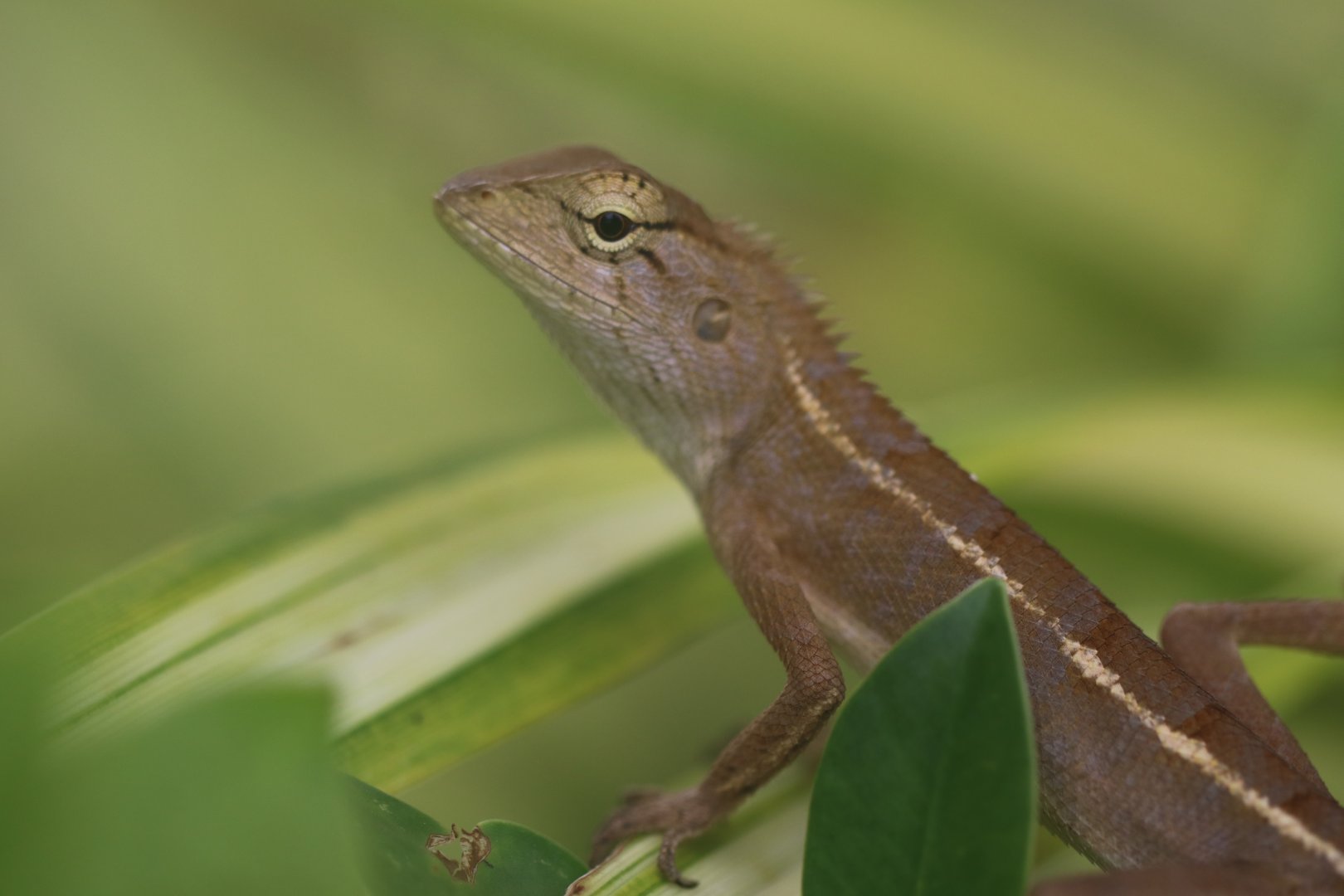 Oriental Garden Lizard (Koh Chang)