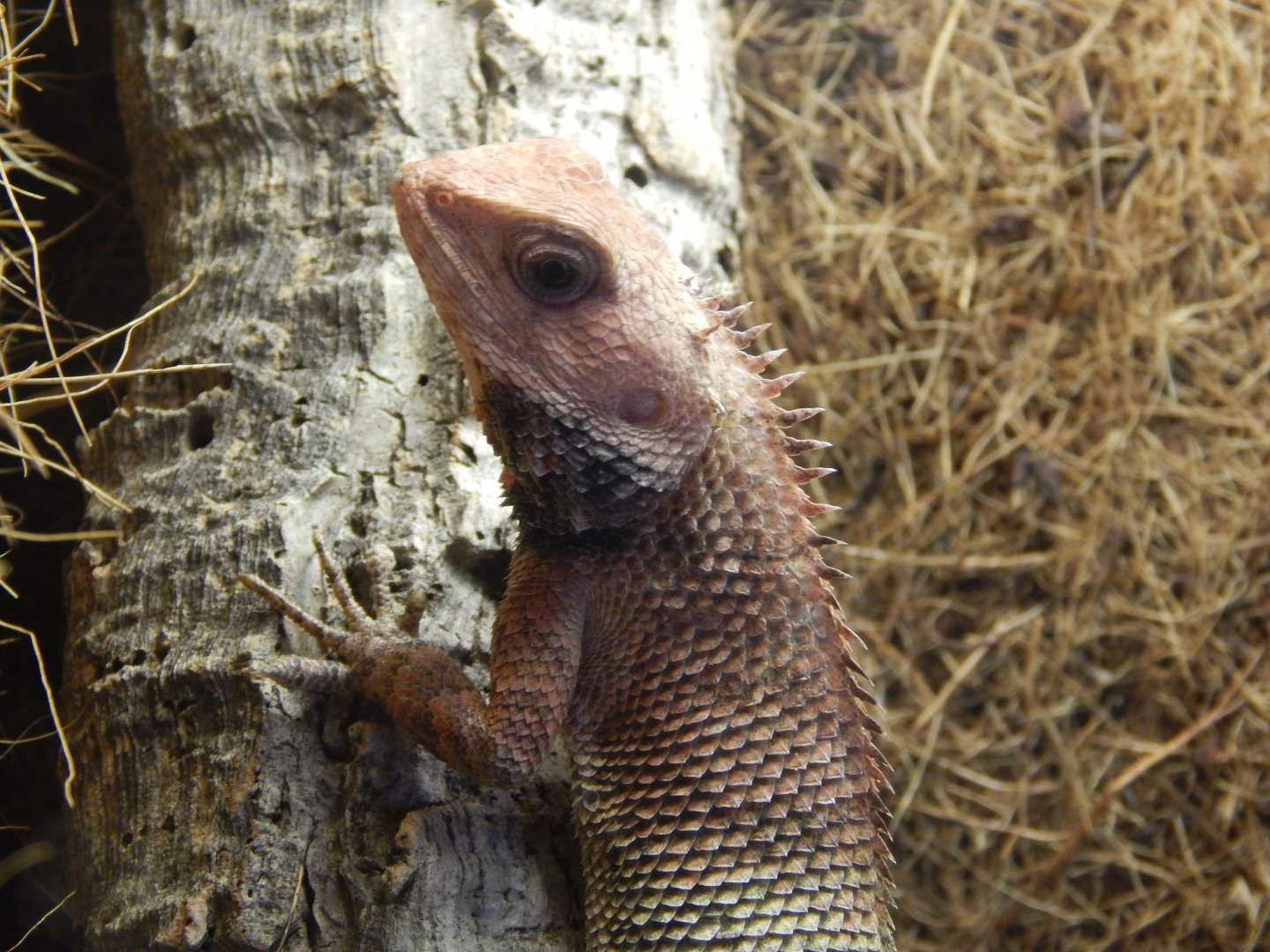 Oriental Garden Lizard