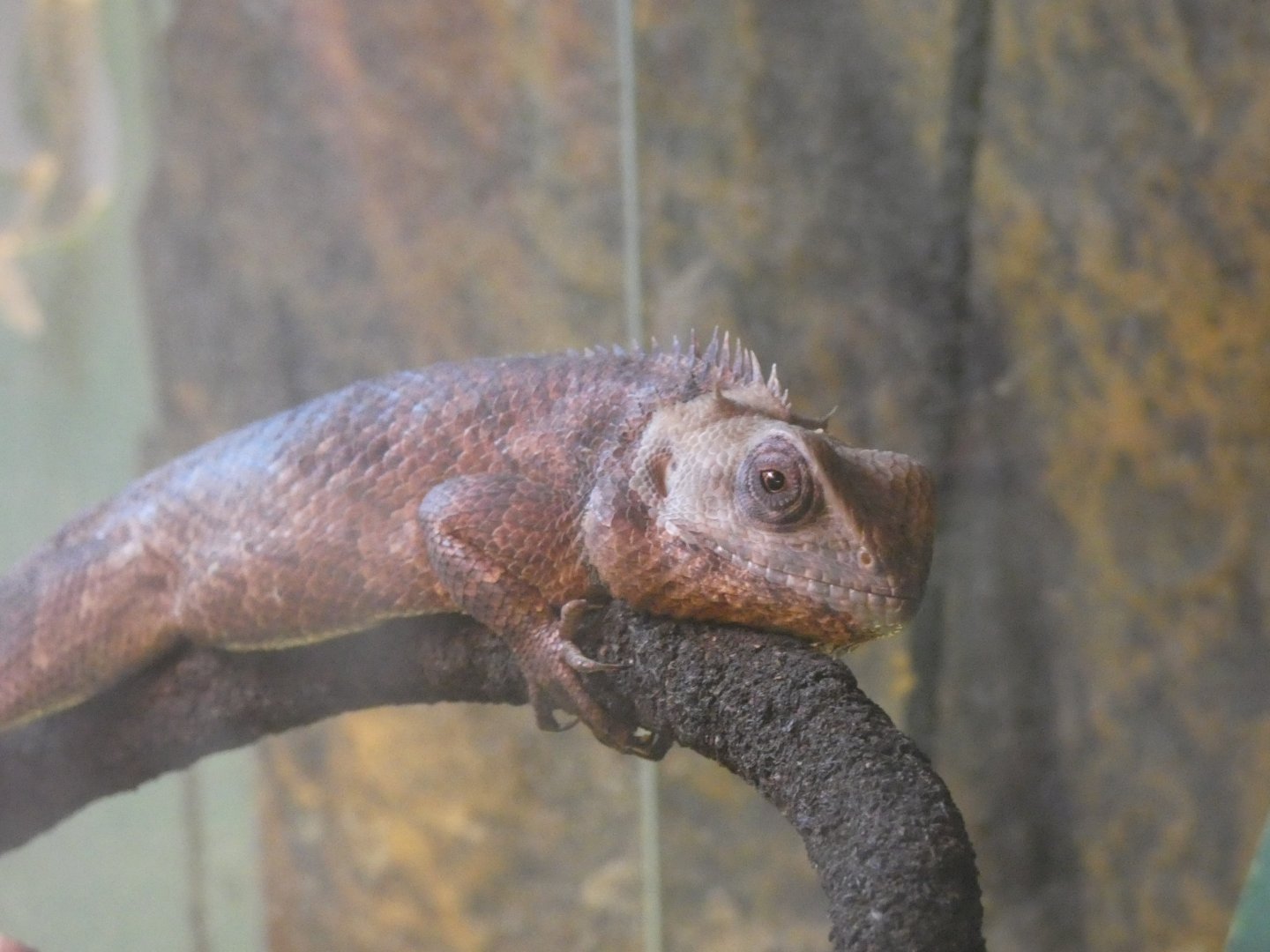 Oriental Garden Lizard