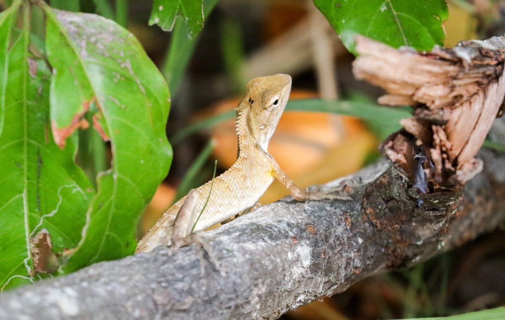 Oriental Garden Lizard