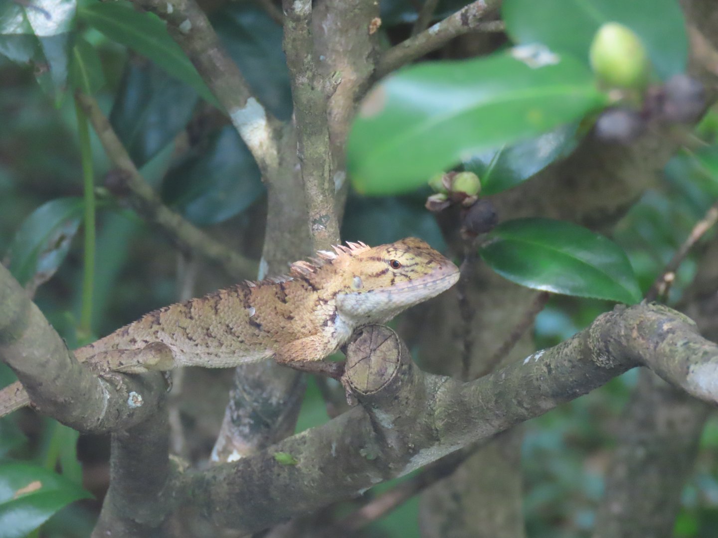 Oriental garden lizard