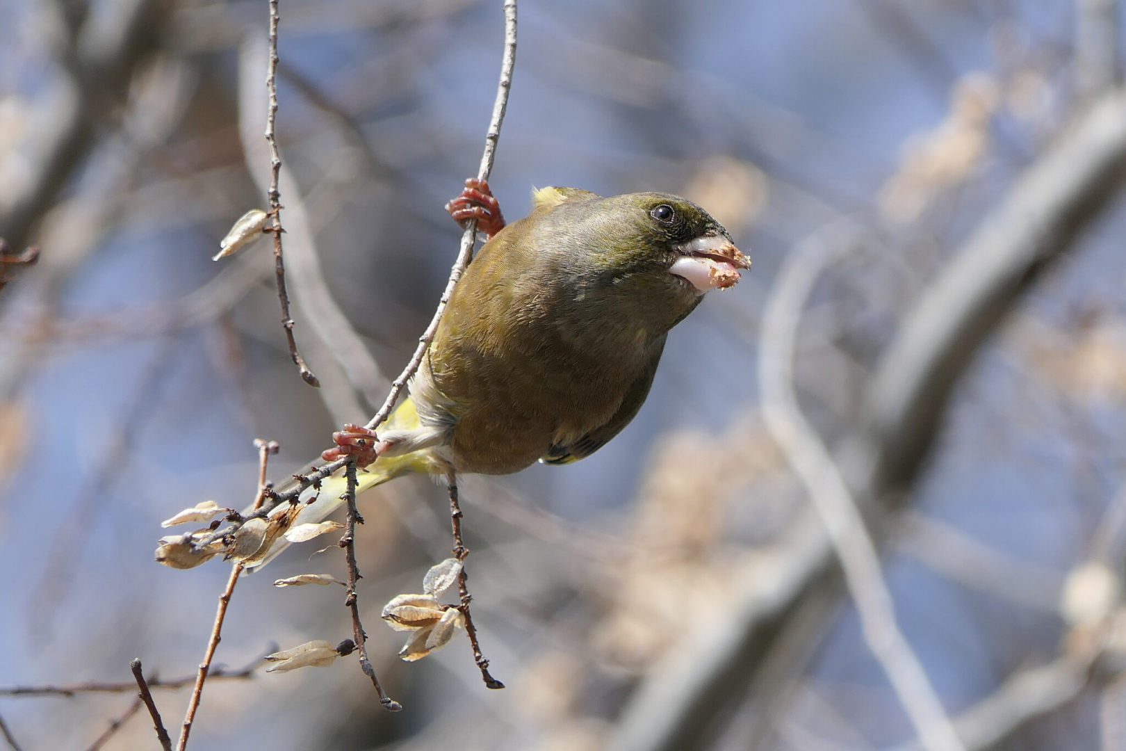 Oriental Greenfinch (Chloris sinica minor)