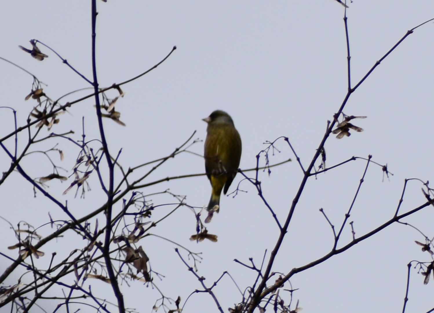 Oriental Greenfinch ~ Karuizawa
