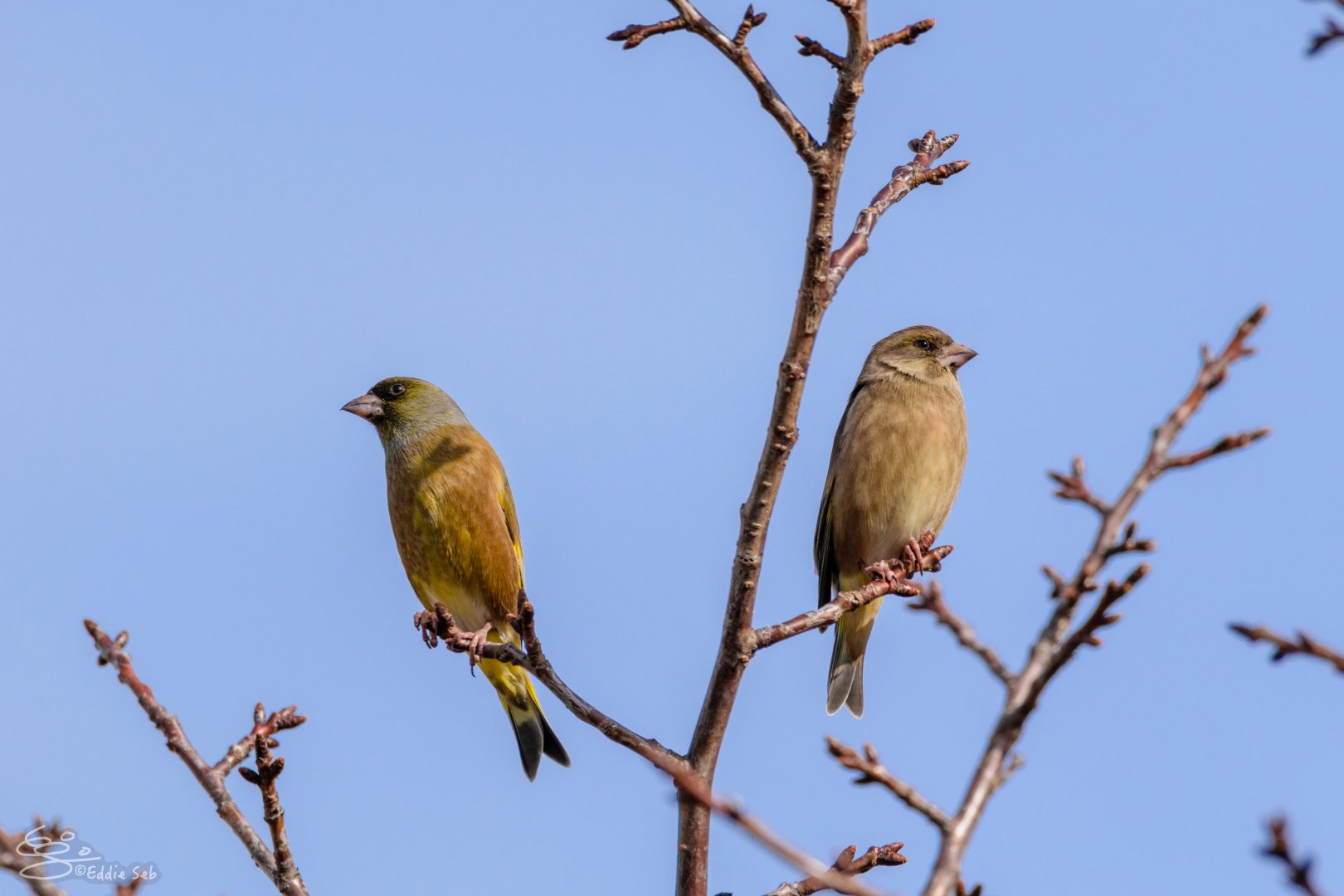 Oriental Greenfinch - Kasai Rinkai Seaside Park