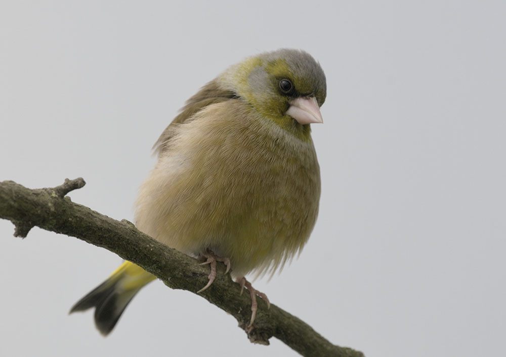 Oriental greenfinch