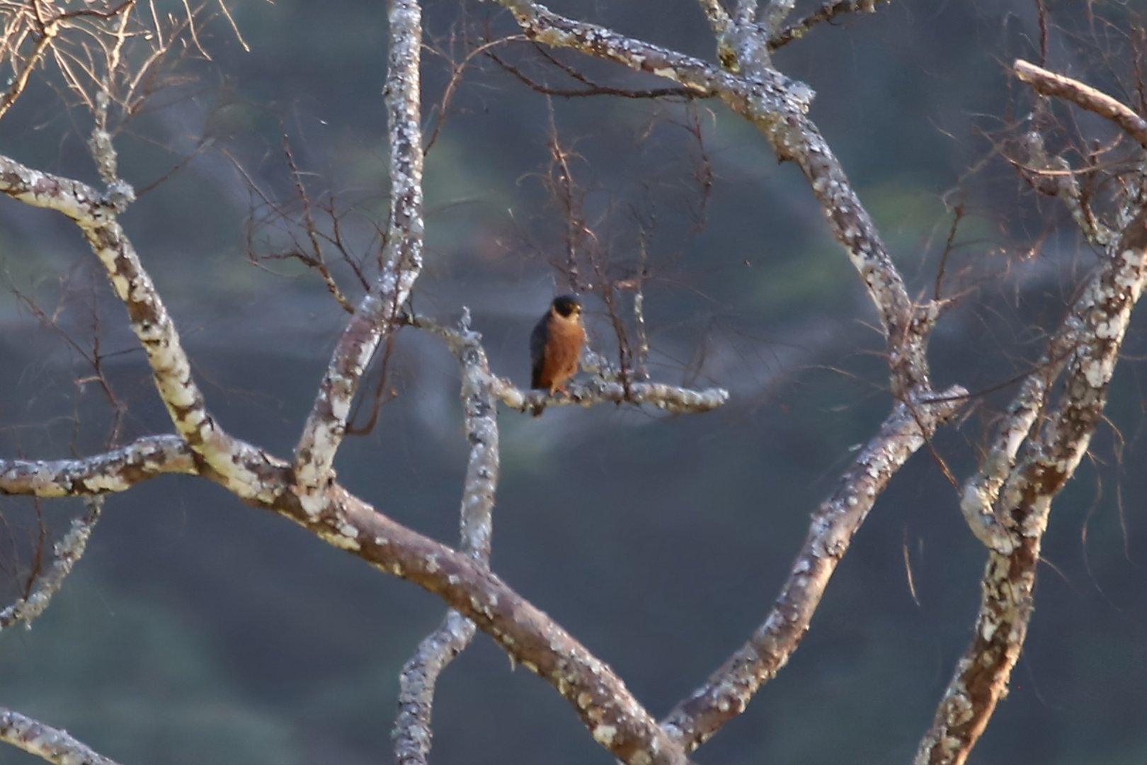 Oriental Hobby (Falco severus)