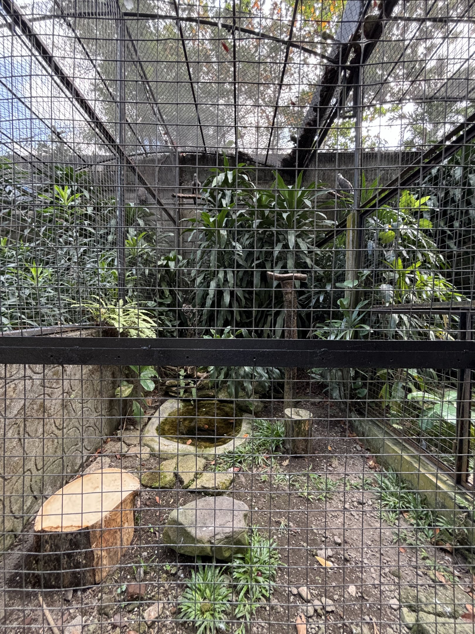 Oriental Honey Buzzard Aviary