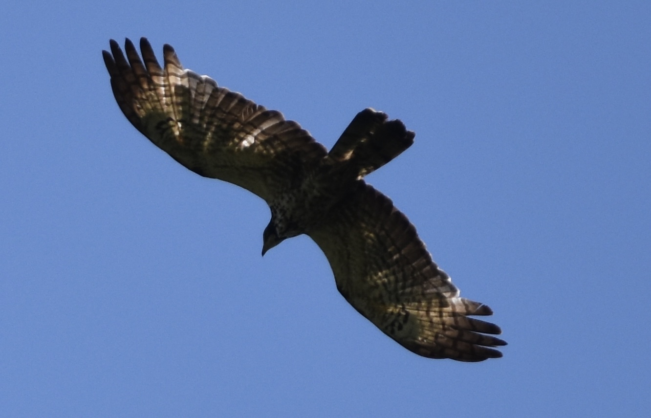 Oriental Honey Buzzard ~ Hakuba