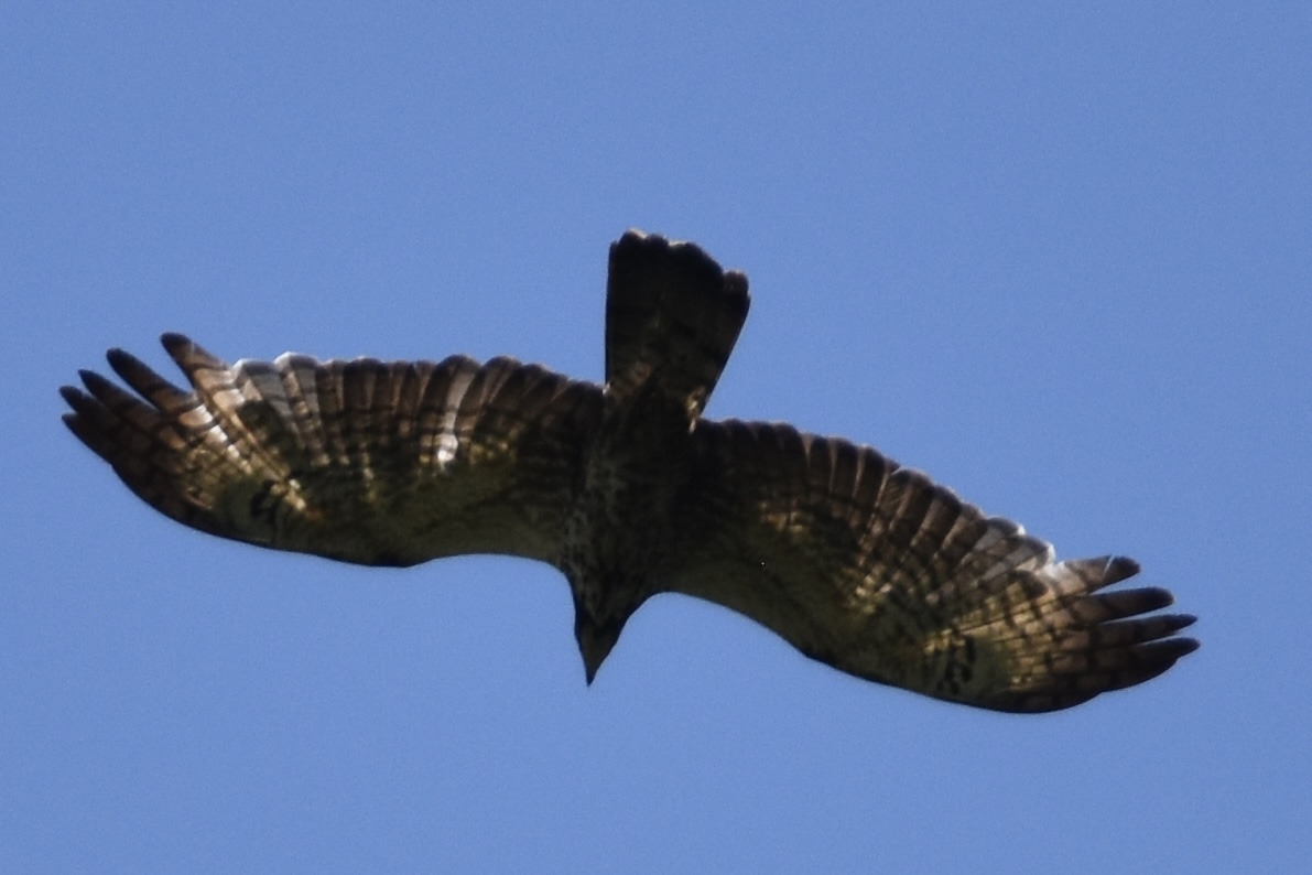 Oriental Honey Buzzard ~ Hakuba