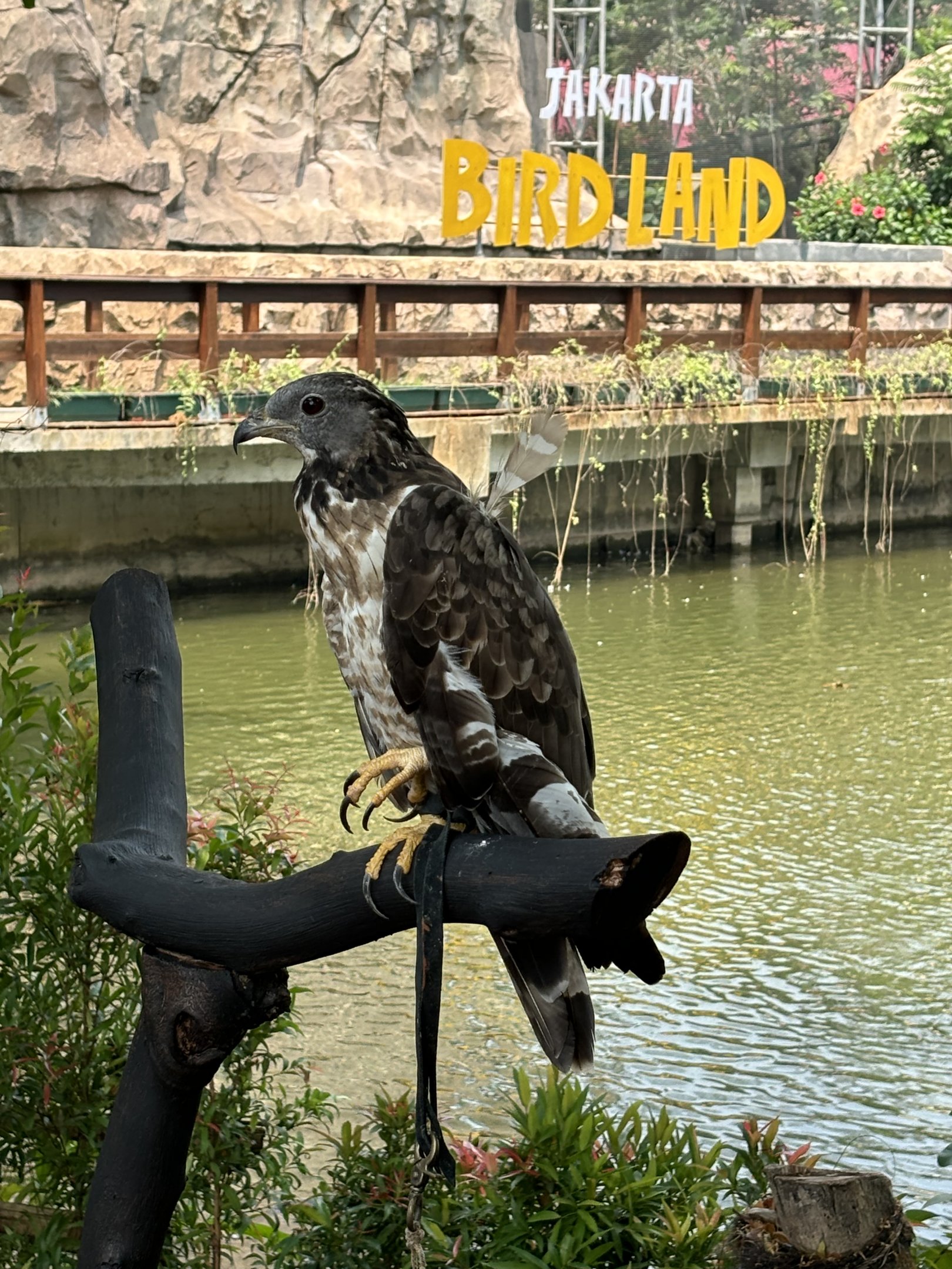 Oriental Honey Buzzard - Jakarta Bird Land