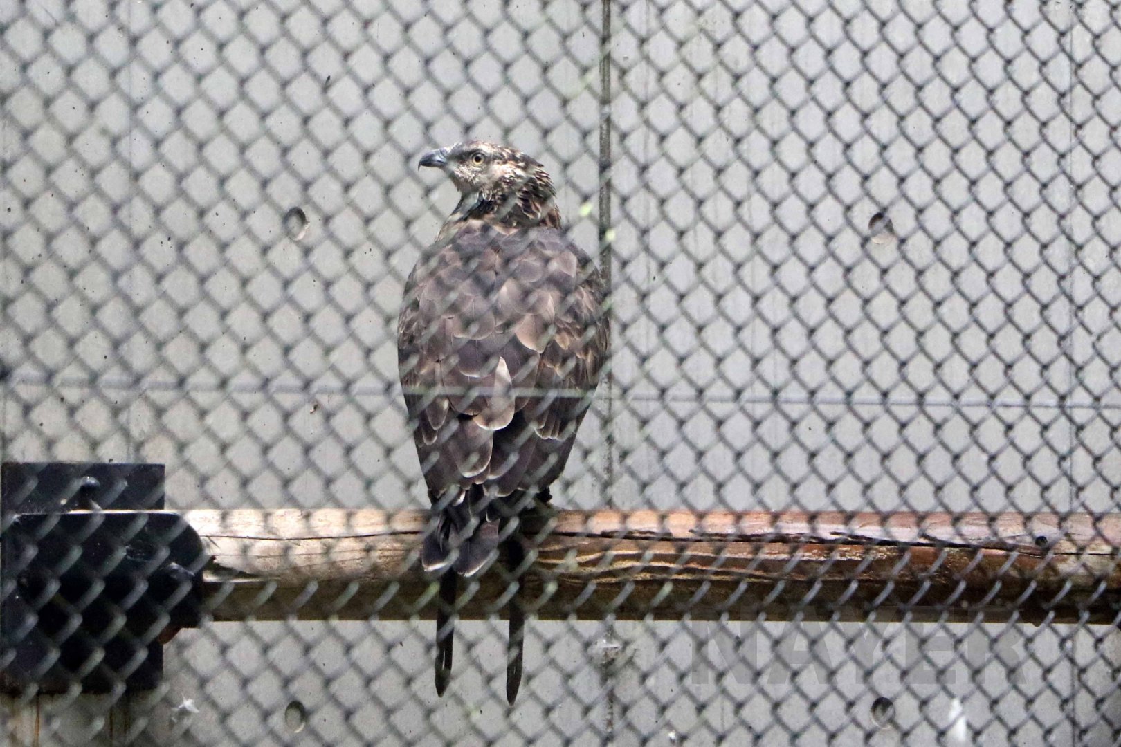 Oriental honey buzzard, October 2017