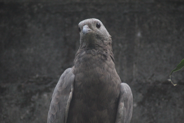 Oriental honey buzzard (Pernis ptilorhynchus orientalis)