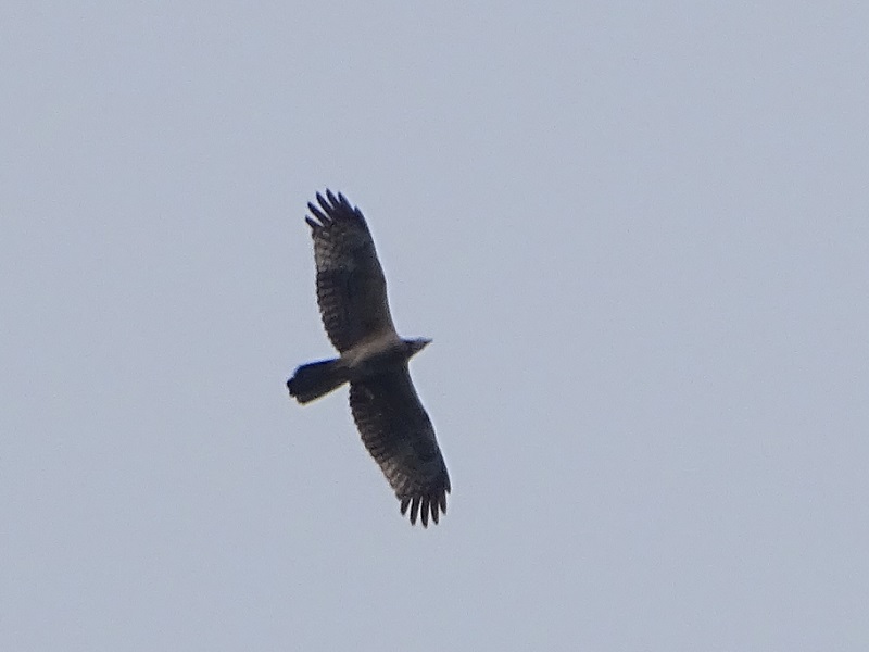 Oriental honey-buzzard (Pernis ptilorhynchus)
