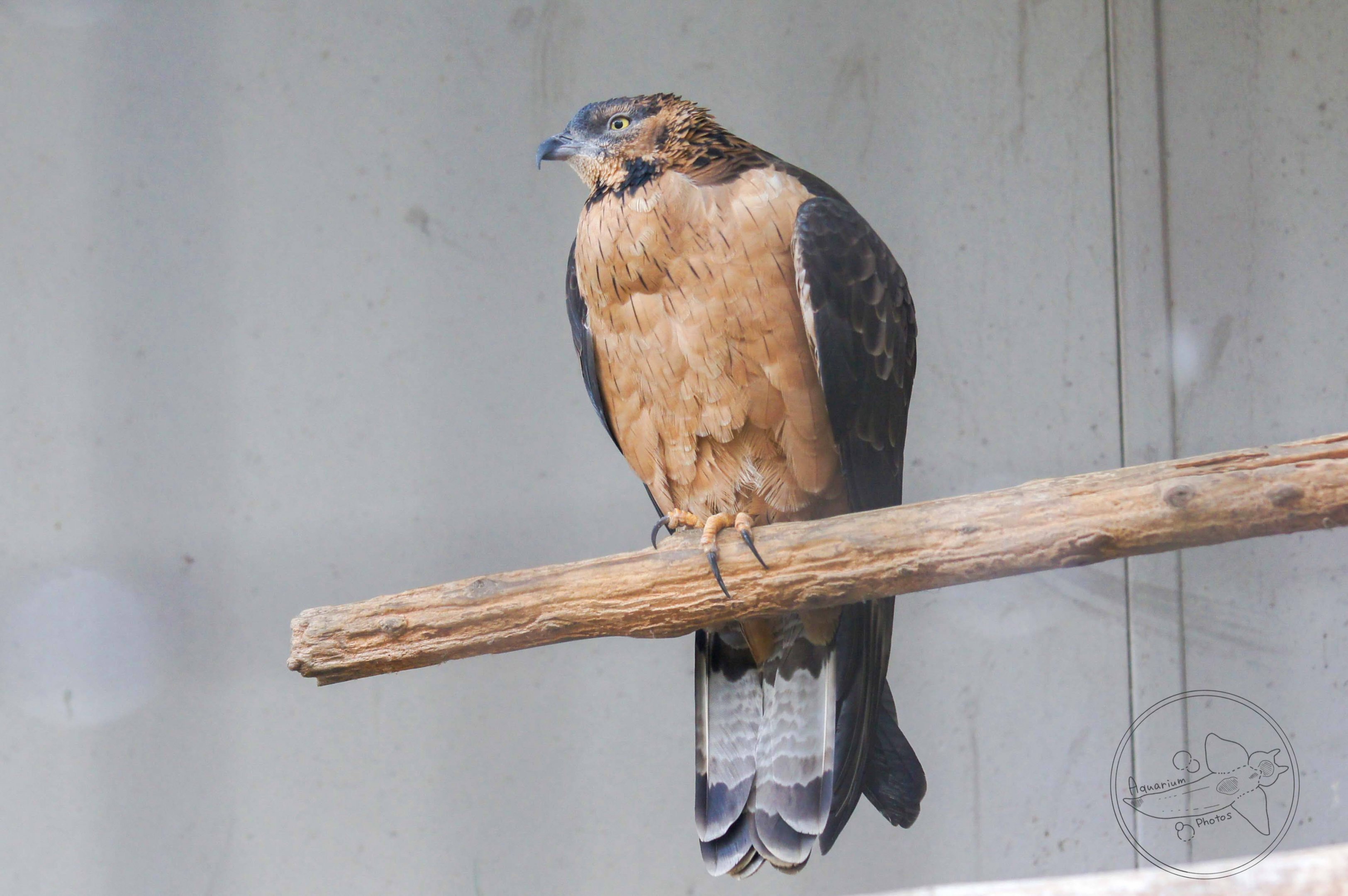 Oriental Honey Buzzard (Pernis ptilorhynchus)