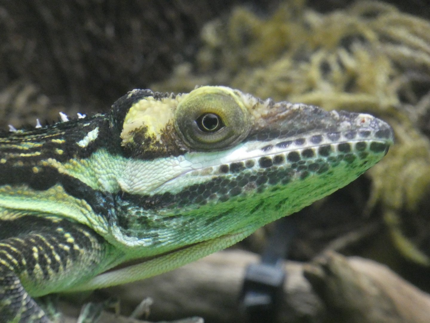 Oriental knight anole