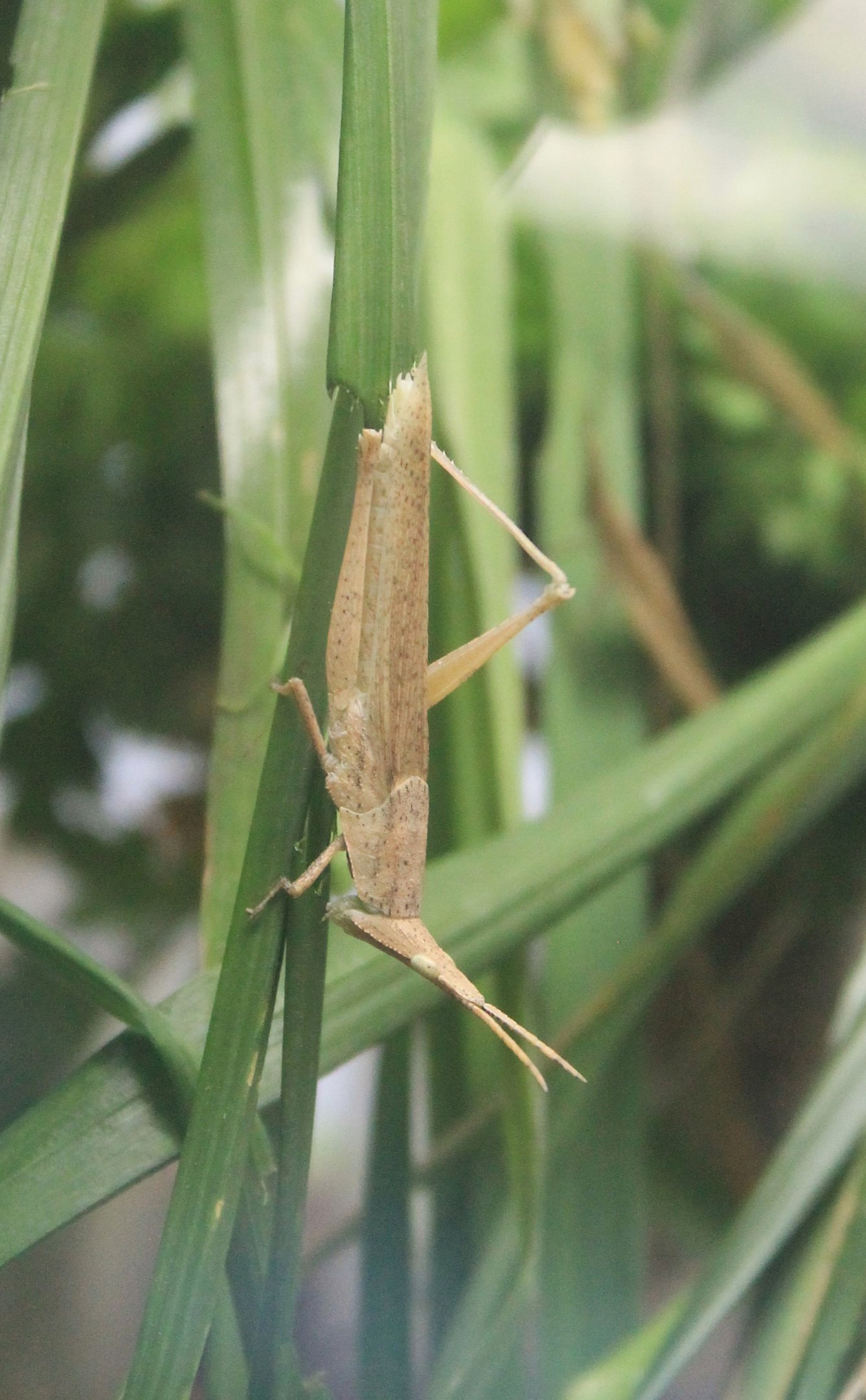 Oriental Long-headed Grasshopper (Atractomorpha lata)