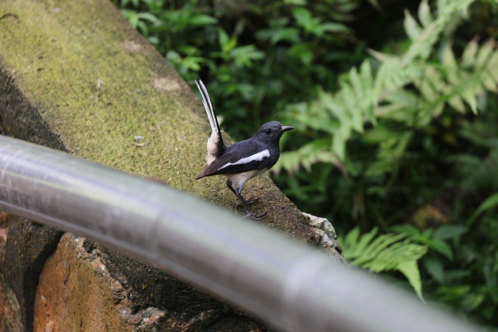 Oriental Magpe Robin