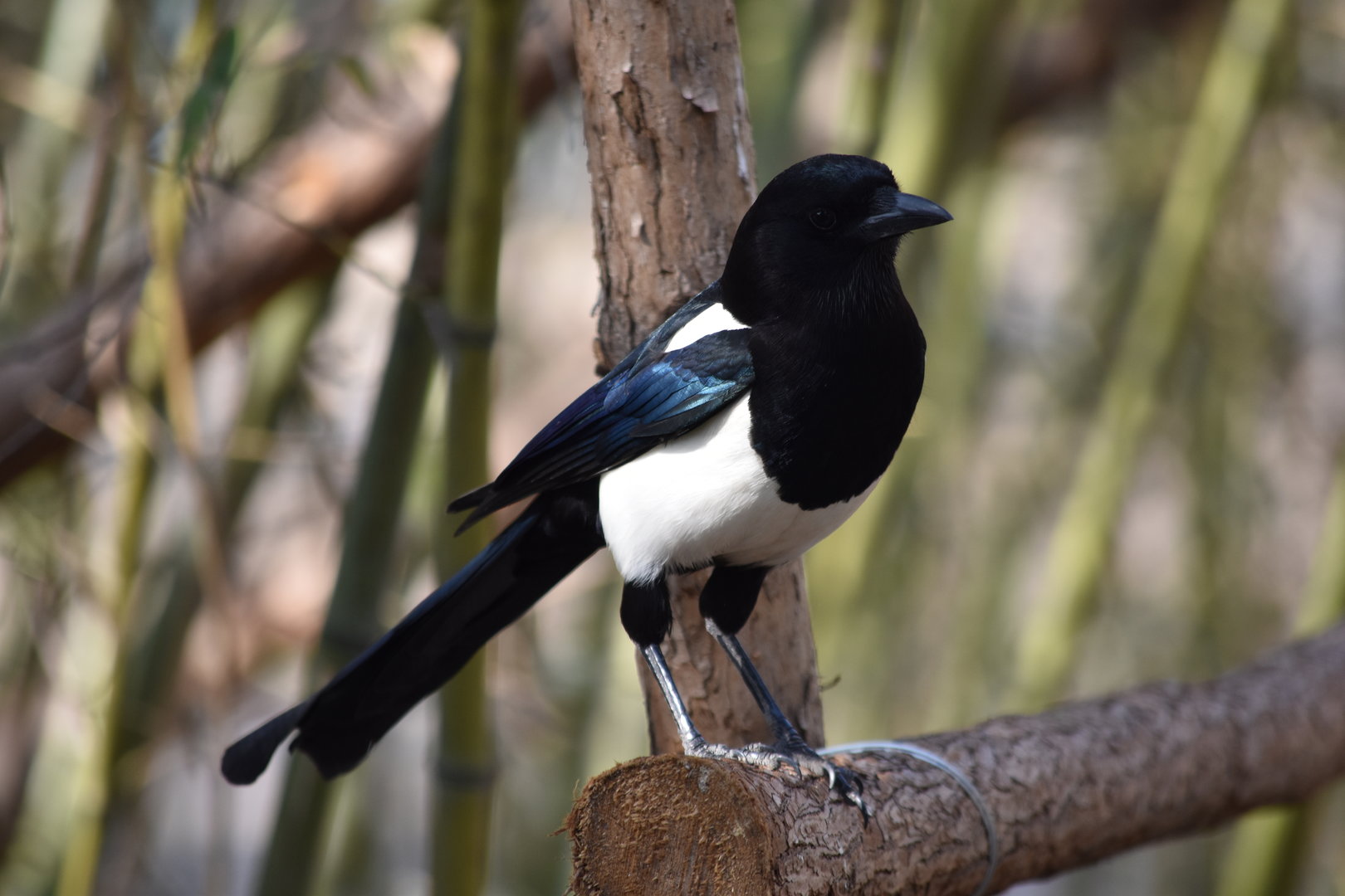Oriental magpie (Pica serica)
