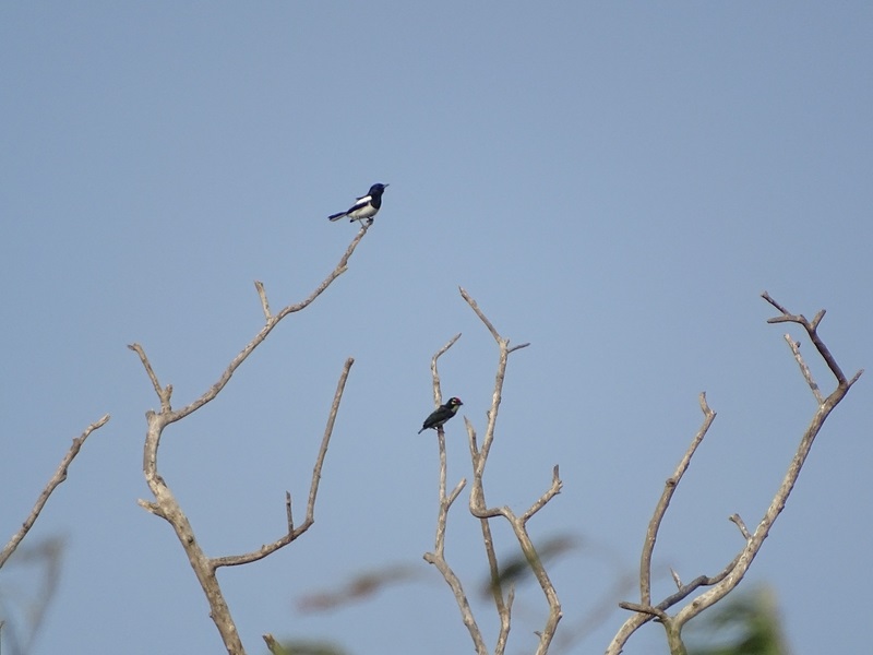 Oriental magpie robin and coppersmith barbet