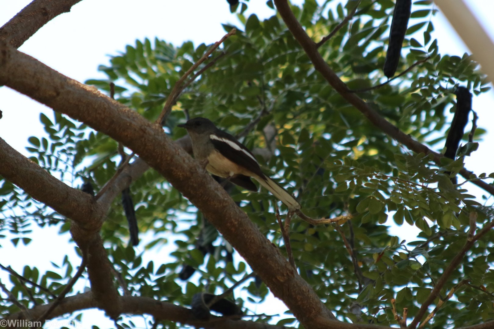 Oriental Magpie-robin - Bangkok
