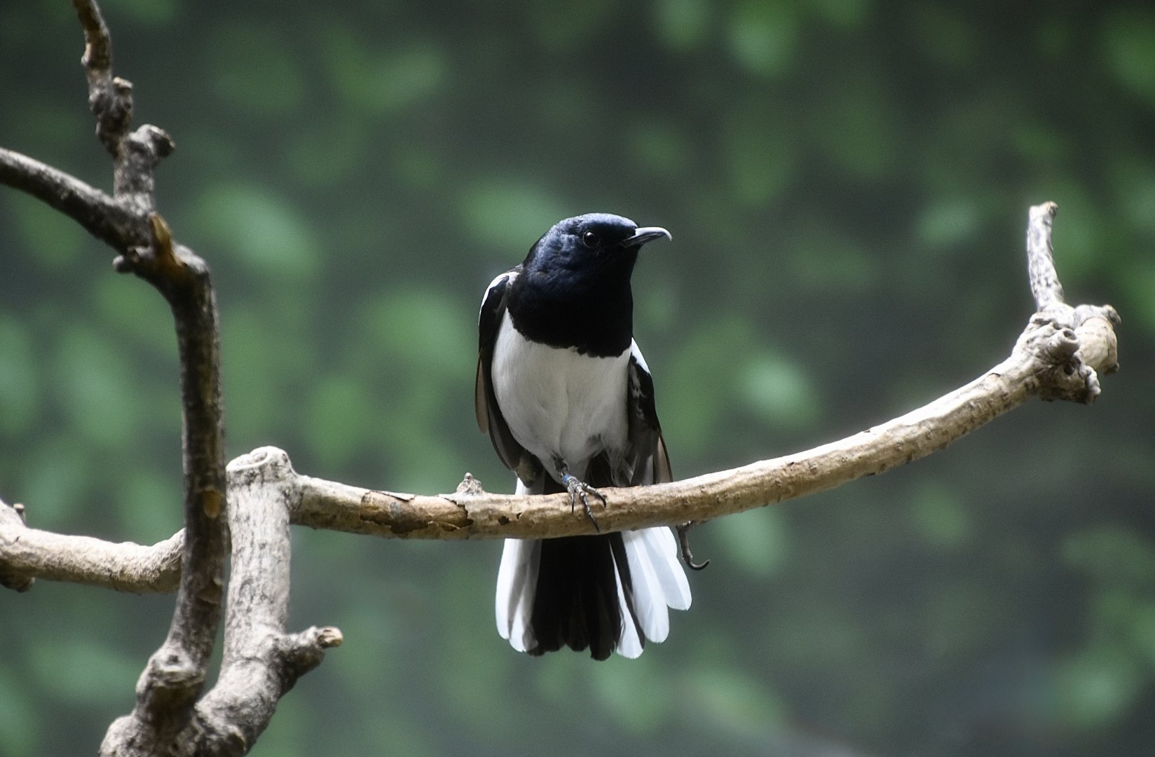 Oriental Magpie-Robin (Copsychus saularis) male