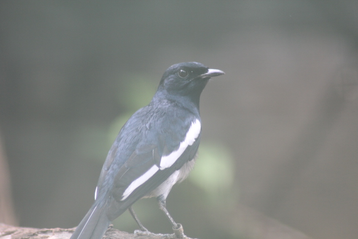 Oriental magpie-robin (Copsychus saularis musicus)
