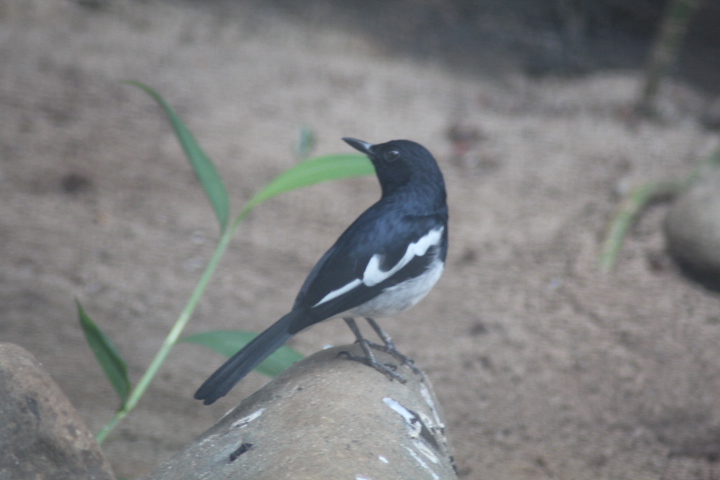 Oriental magpie-robin (Copsychus saularis musicus)