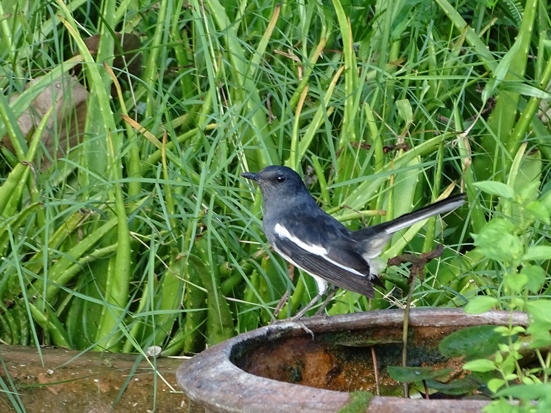 Oriental magpie robin (Copsychus saularis saularis)