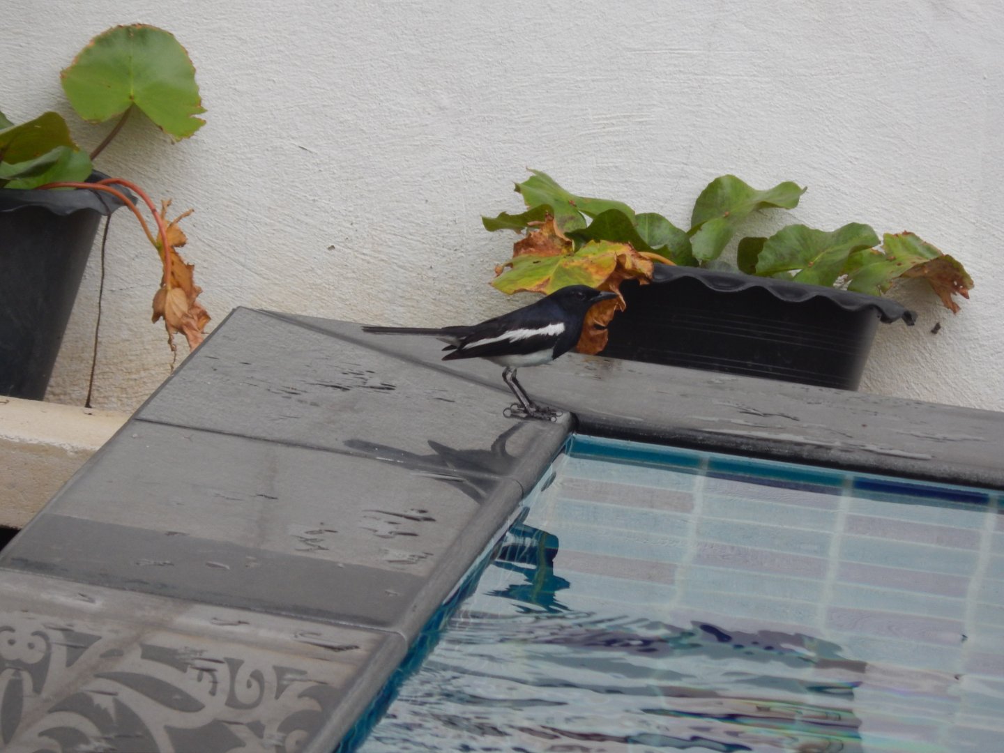 Oriental magpie-robin (Copsychus saularis)